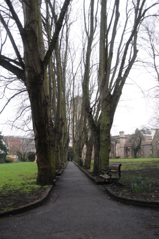 trees with thin leaves line the path to the old building