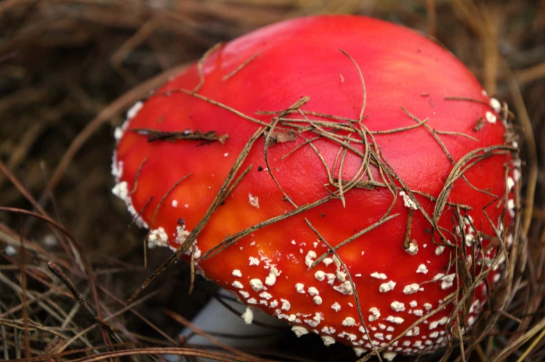 a red and white mushroom sitting in grass