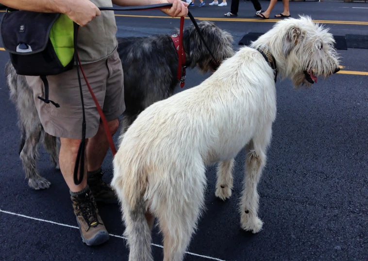 a man walking two dogs in the street