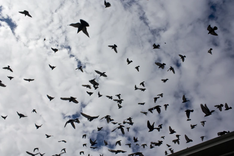 a flock of birds is flying in the cloudy sky