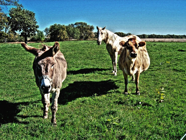 two gray and white cows in a green pasture