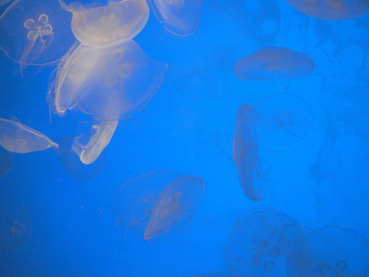 seaweed and jellyfish swimming in an aquarium