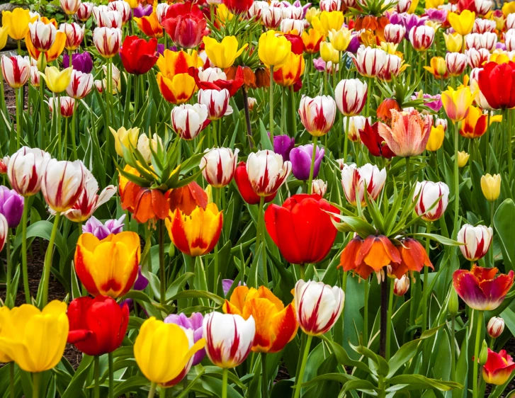 a field full of colorful flowers in the grass