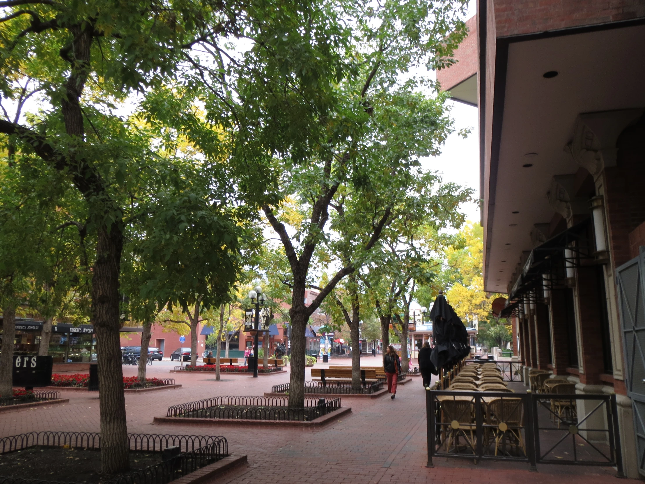 some trees are in the middle of an open city street