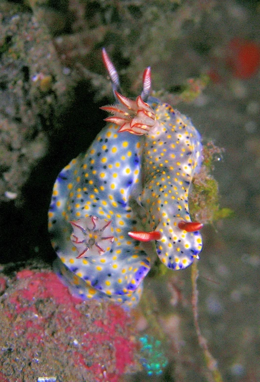 a small blue and yellow crab under water