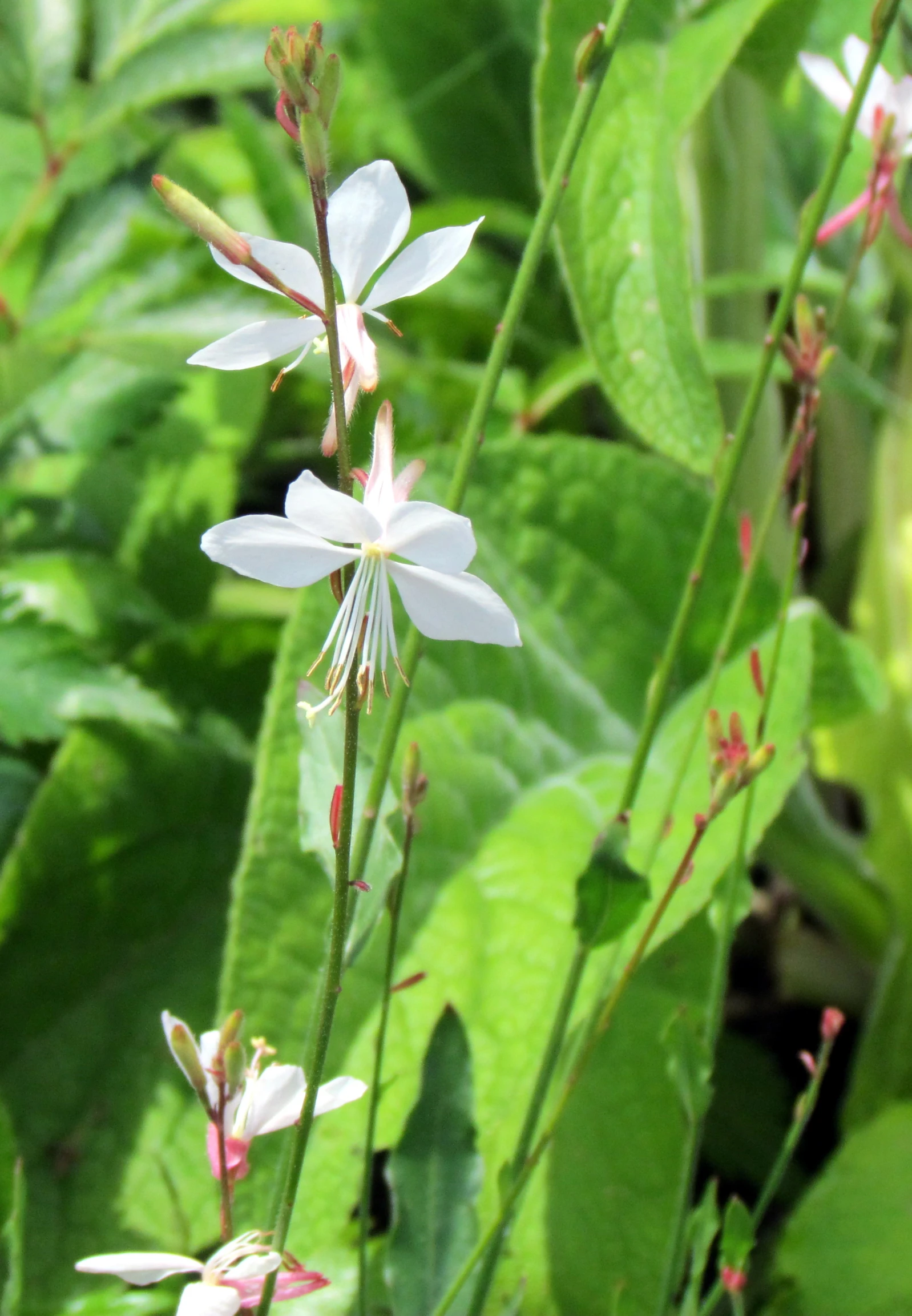 white flowers growing on green leaves in the woods