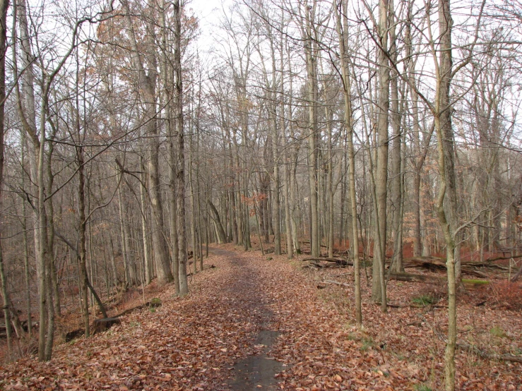 a wooden pathway through a forest filled with lots of trees