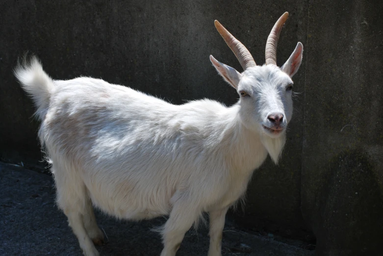 a white goat standing next to a stone wall