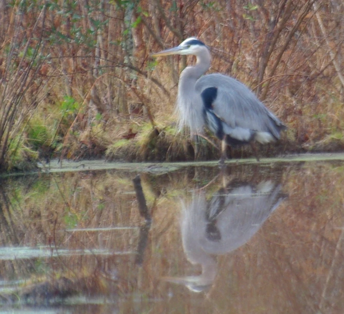 a white egret sitting on top of a body of water