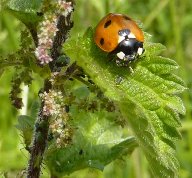 a close up of a lady bug on a plant