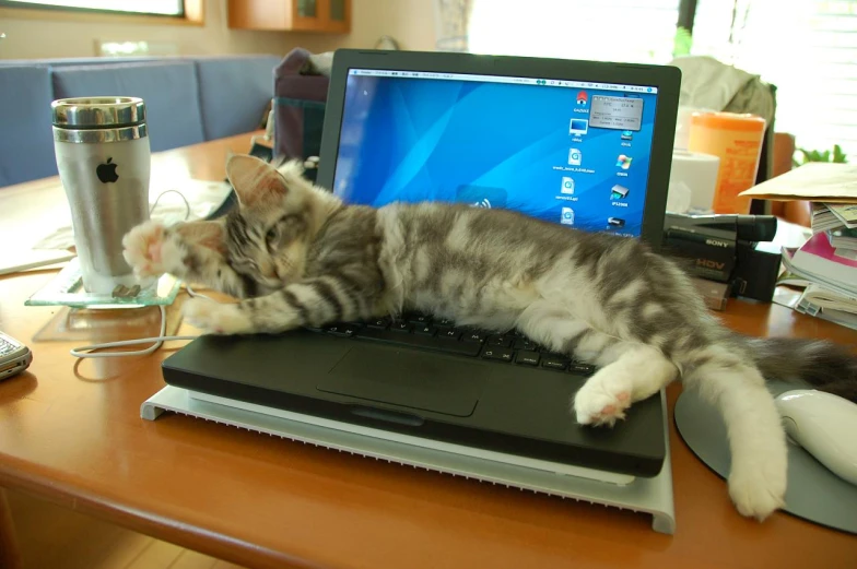 the cat is sleeping on the laptop on the desk