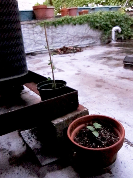 a pot with a tree plant growing from it