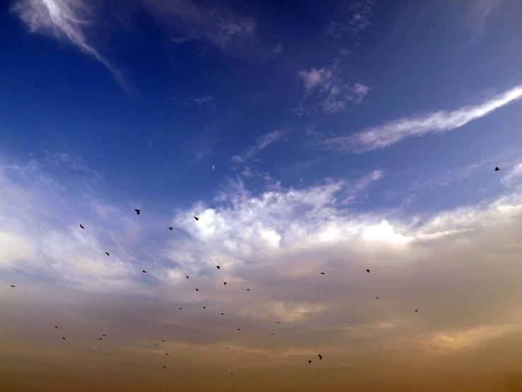 a lot of birds flying in a cloudy blue sky