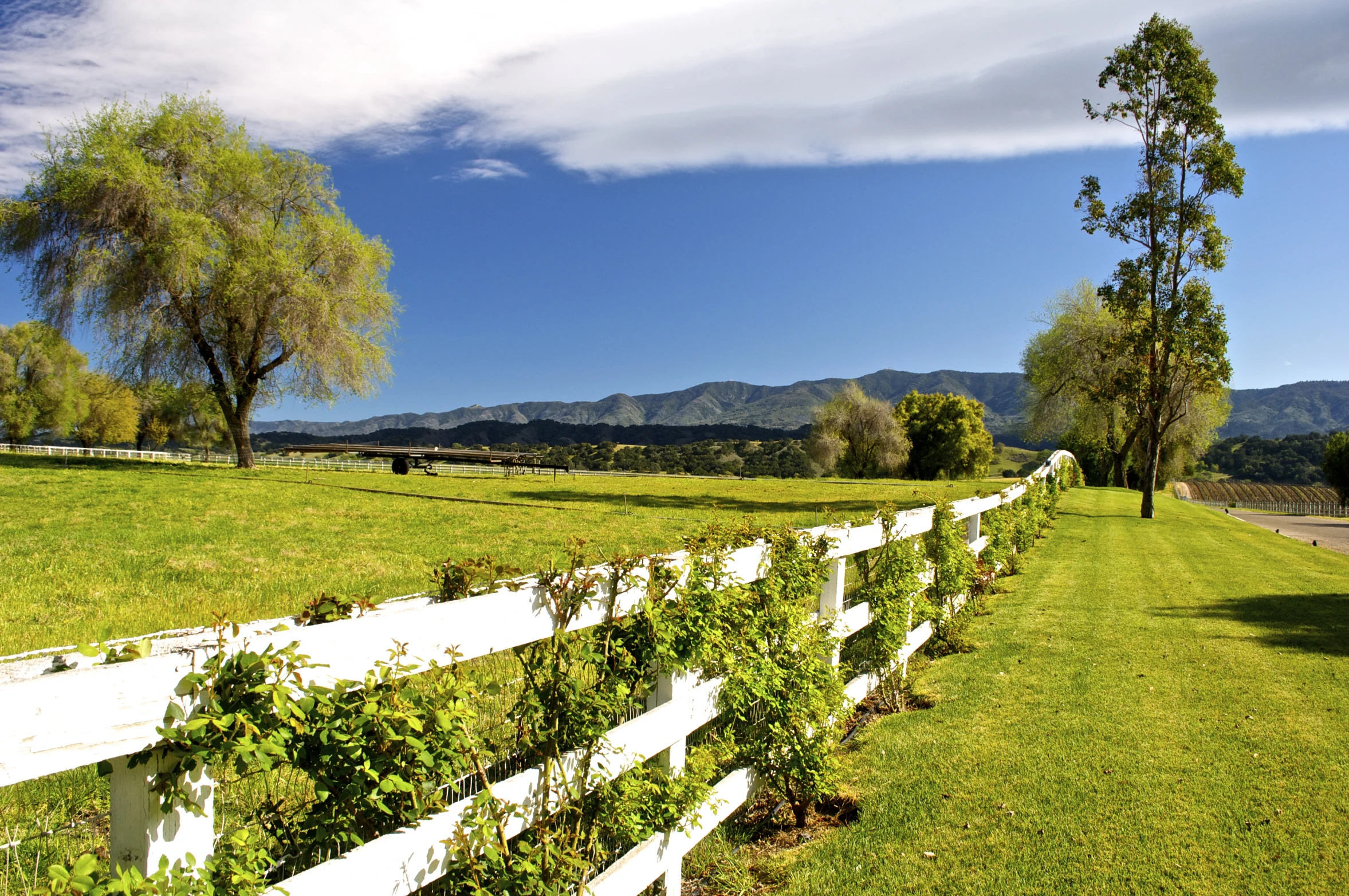 a white fence with vines running along the top