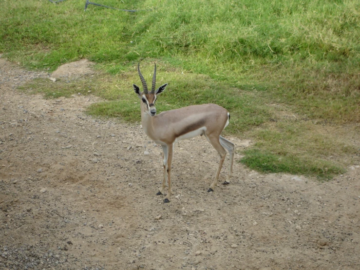 an antelope walking on dirt in an enclosure