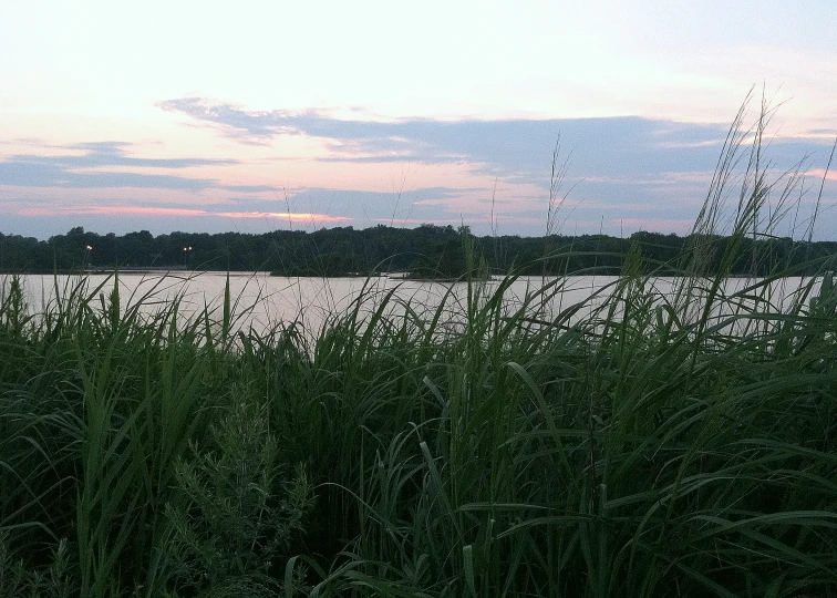 tall grass stands next to the river on a clear day