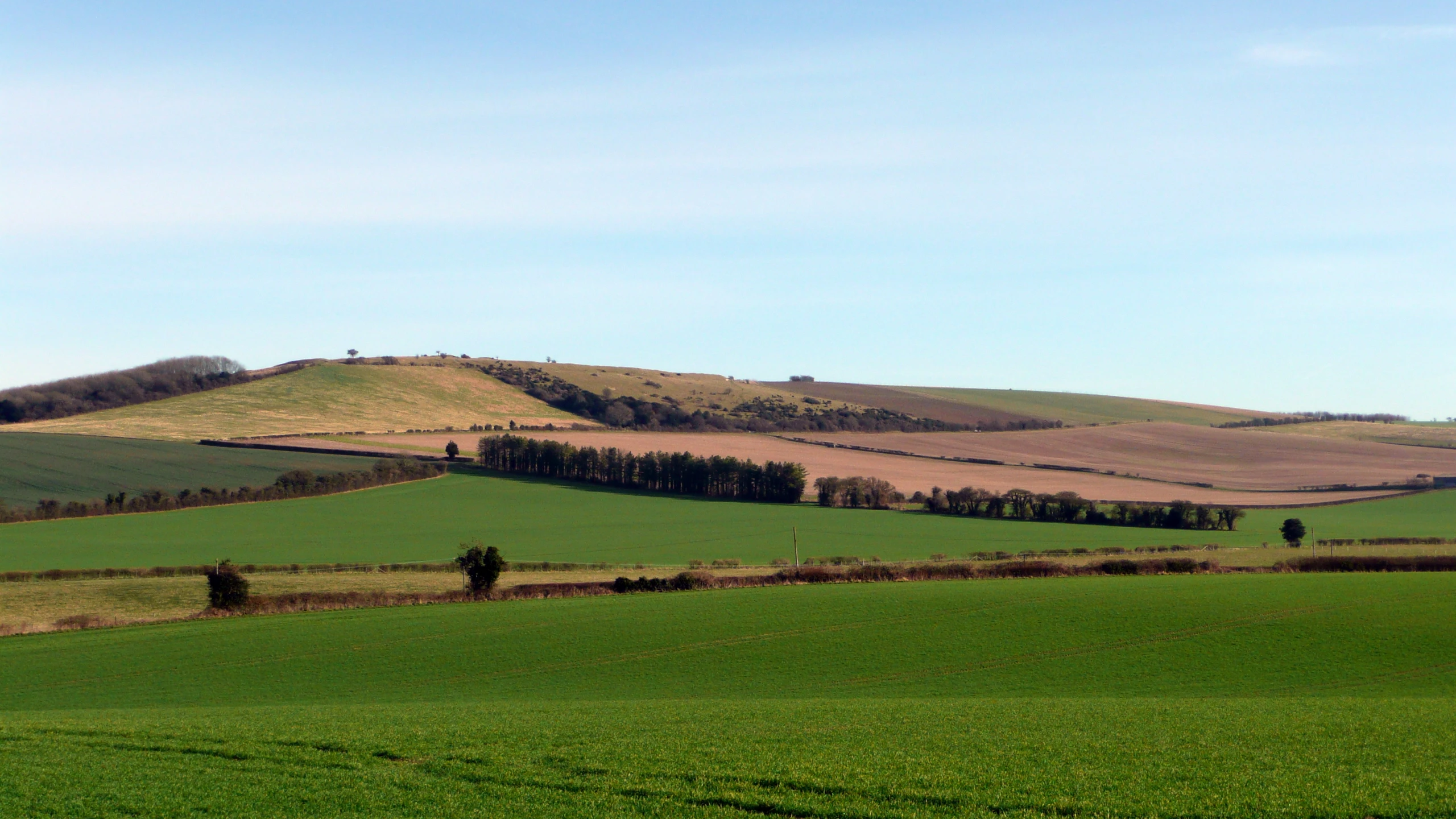 grassy rolling hills with trees and blue sky