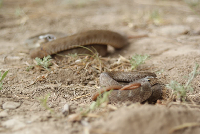 two snakes crawling on the ground in the dirt