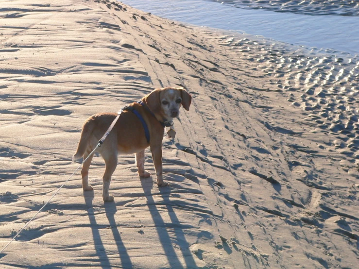 a dog that is tied to a leash on the beach