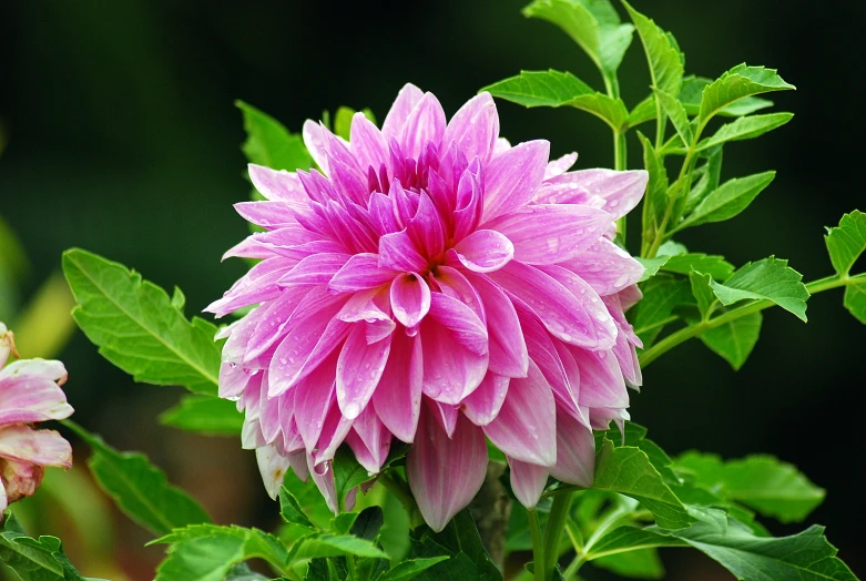 a pink flower with green leaves growing next to it