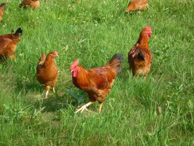 many hens are standing in the grass and eating