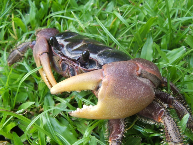 a crab with an open mouth that is in the grass