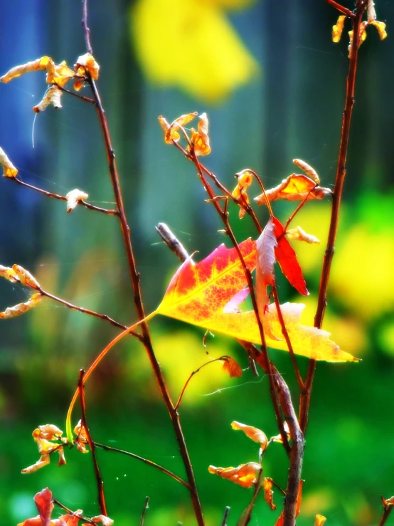 colorful autumn leaves in green, yellow, and orange