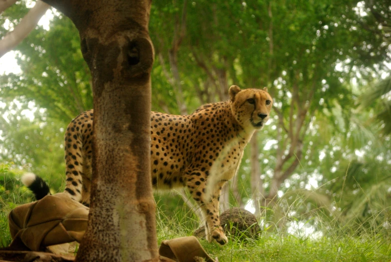 a cheetah walking through the grass next to trees