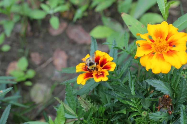 yellow flowers and a bee near some plants