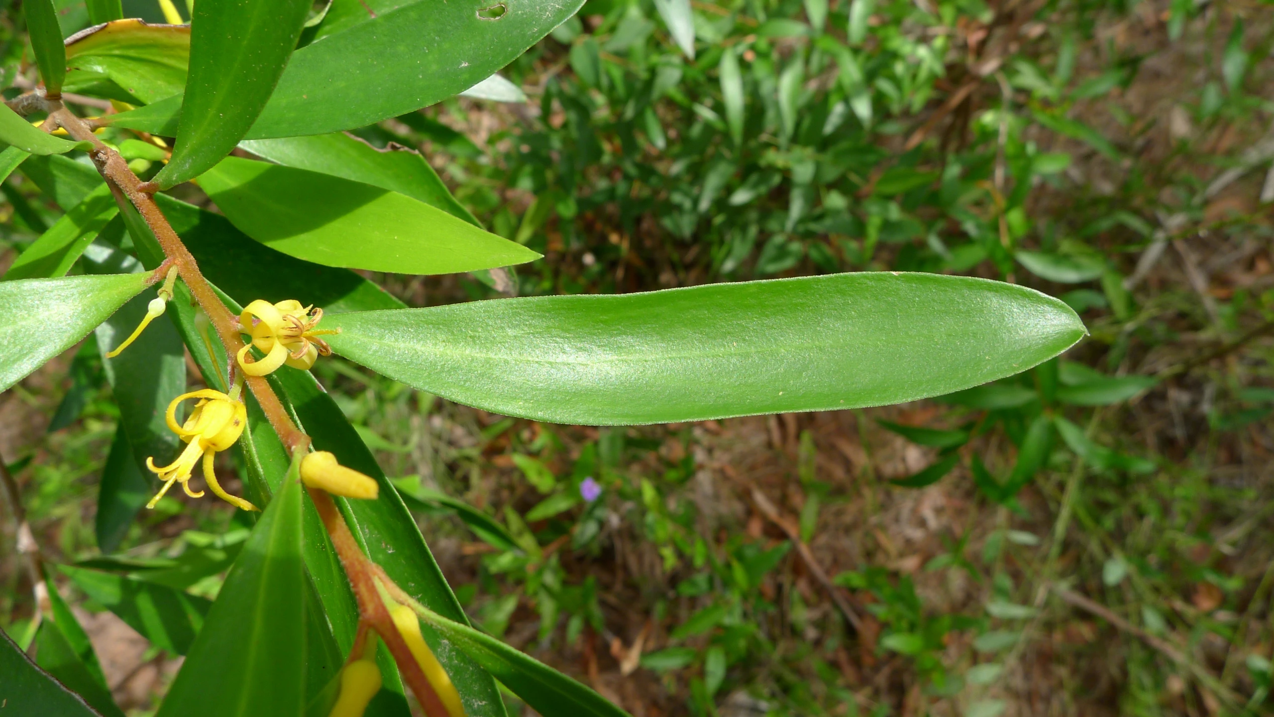 an image of a leaf on the side of a tree