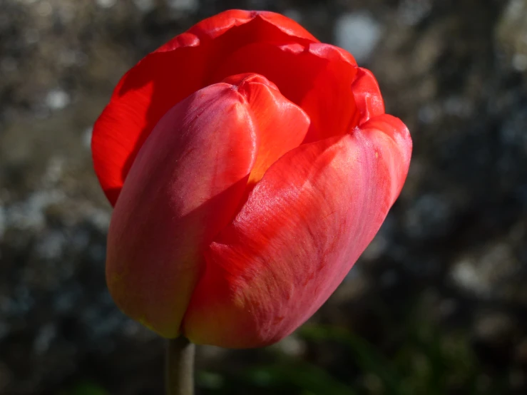 a red flower with a rock background