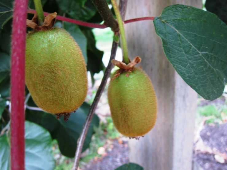 two green fruits hang from a tree that has leaves