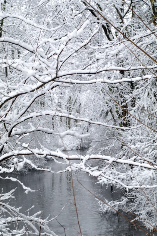 a snowy view of a river in a wooded area