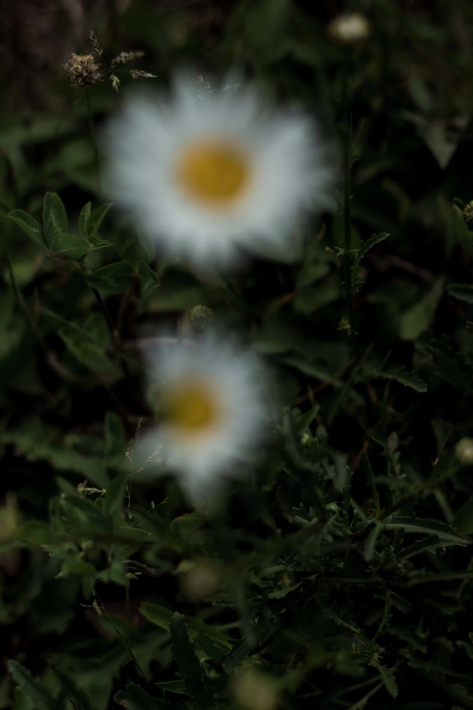 three white flowers with yellow centers in a garden