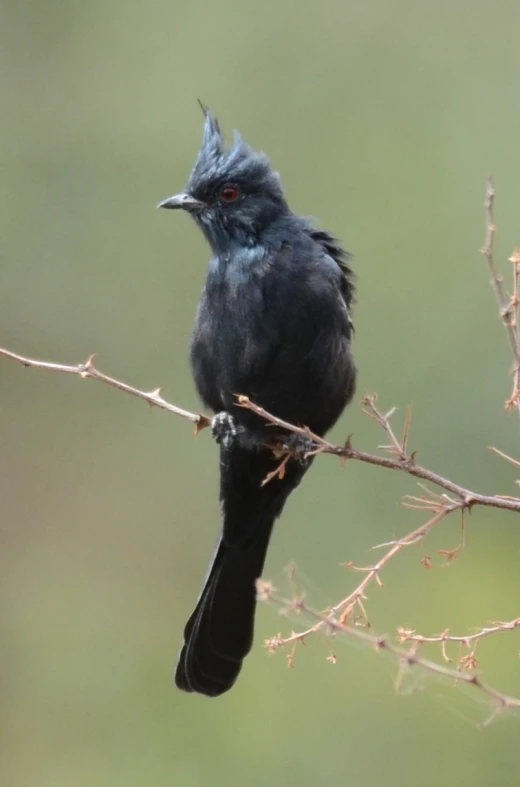 black bird with long beak perched on nch of tree