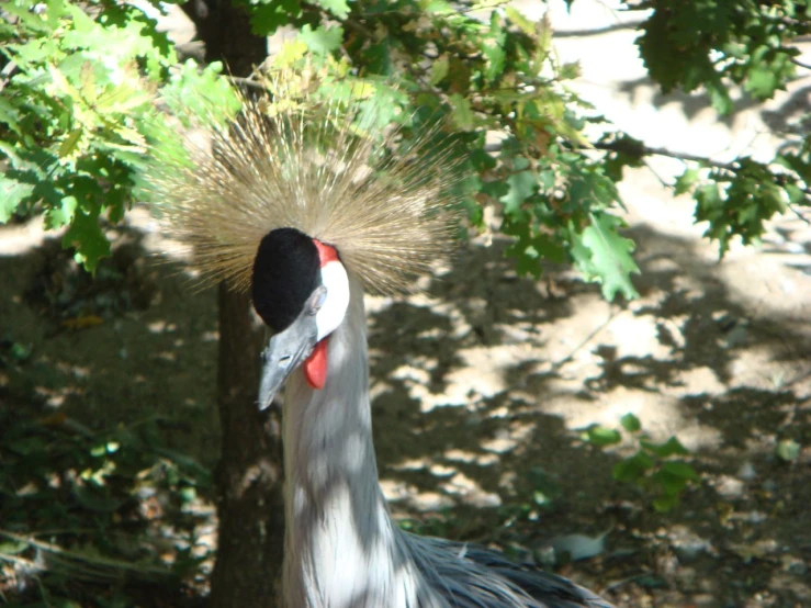 there is a bird with a long red beak