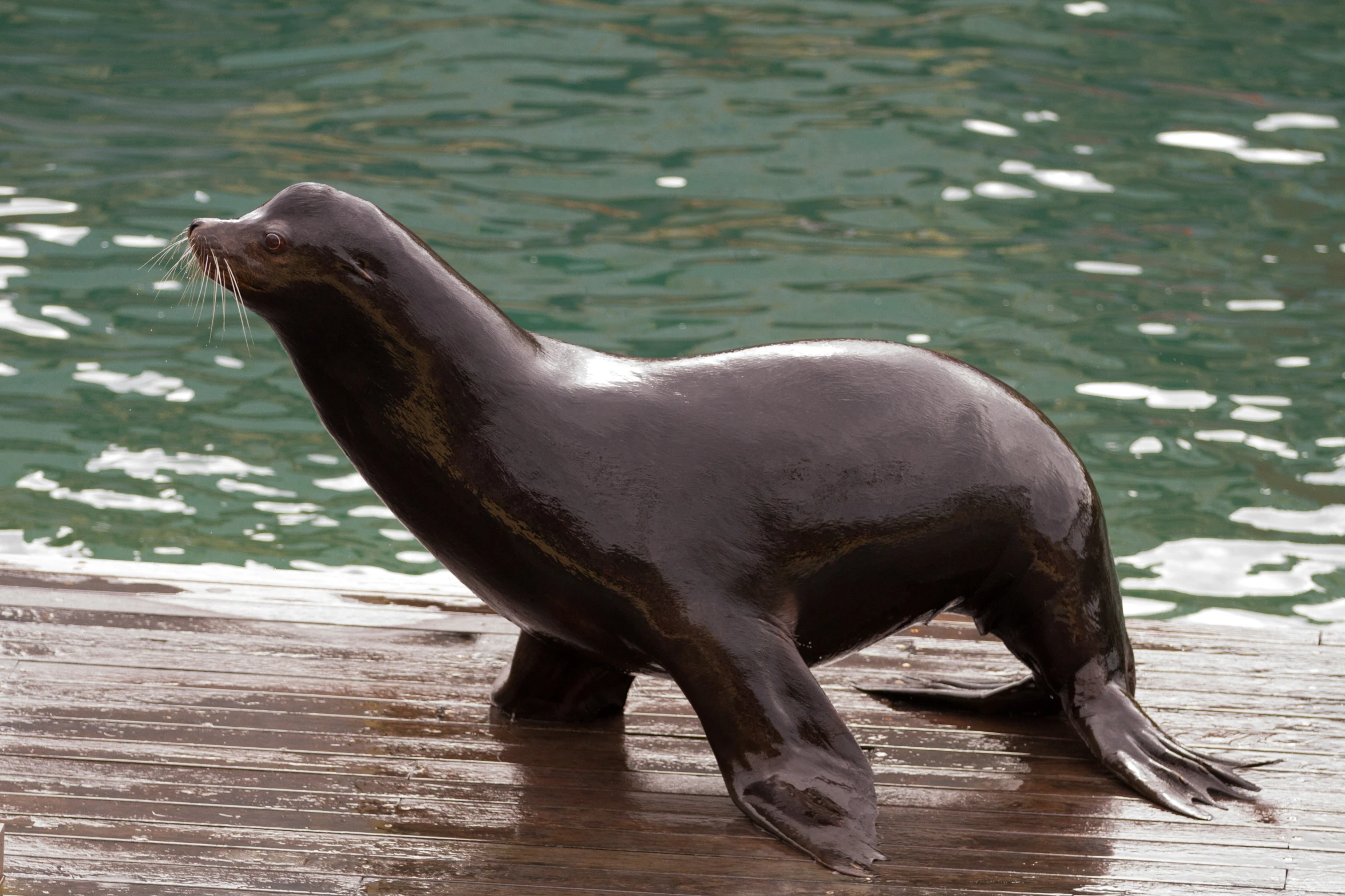 a sea lion stands in water while looking off