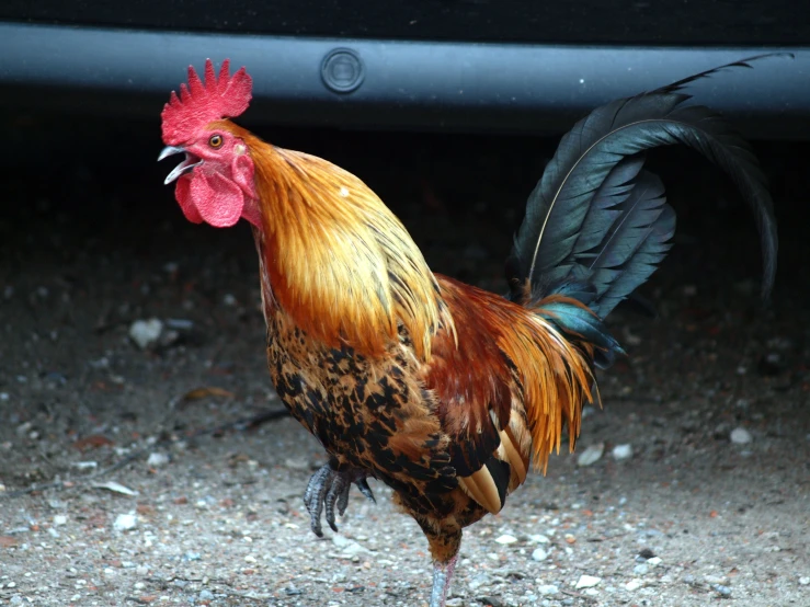 a brown and black chicken stands in front of a car