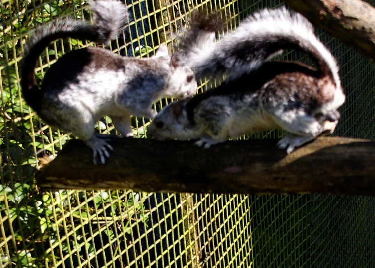 two small squirrels standing on top of a log