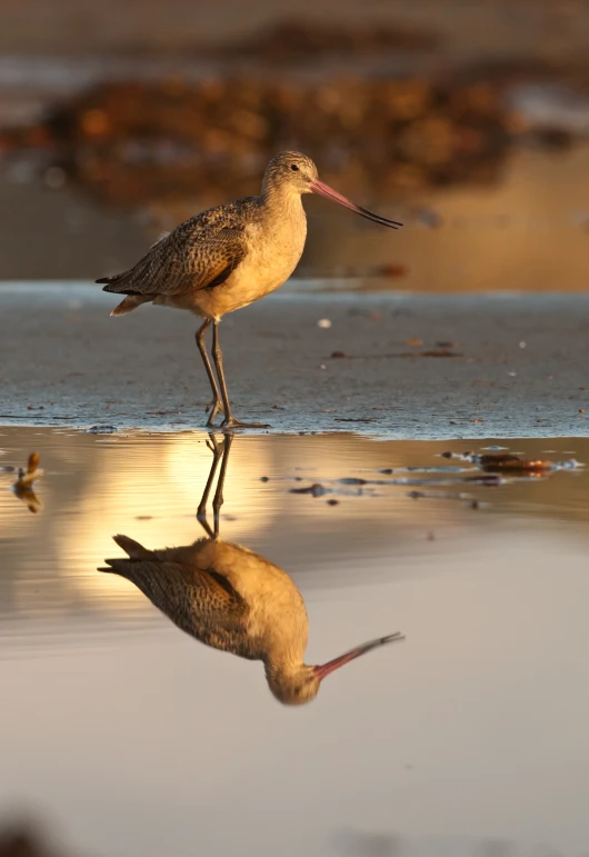 a bird walking on the water at the beach