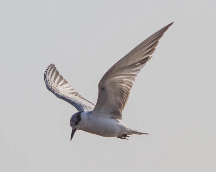 a gray and white bird flying on the sky