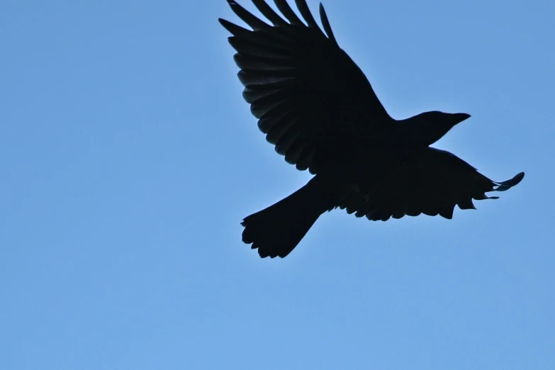 a big black bird flying high up in the sky