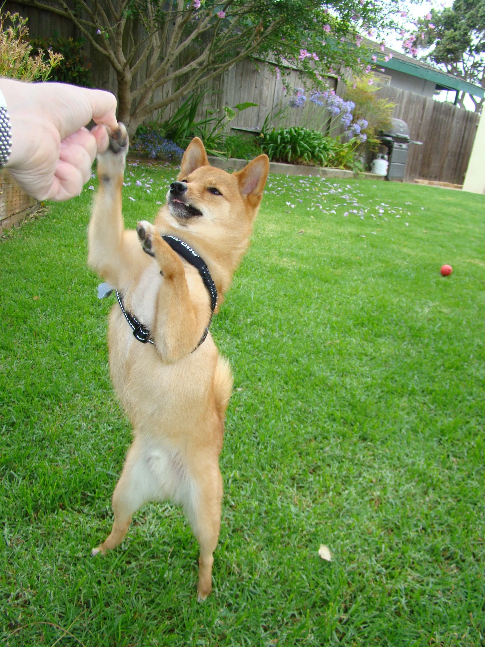 a small dog playing with its owner on the grass