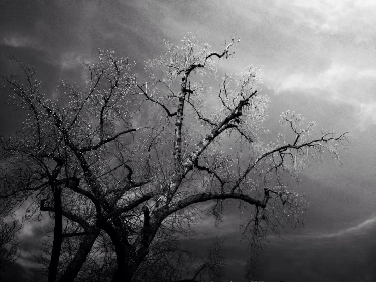 a tree in a dark landscape with rain drops