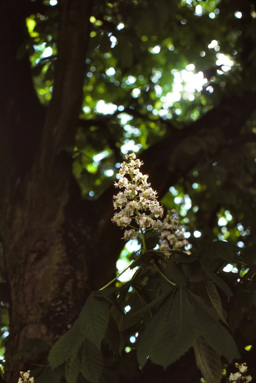 a flower sits on the tip of the nch