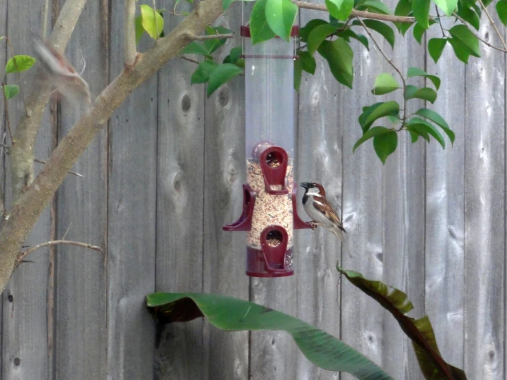 two birds on a wooden fence while two feeders are hanging off a nch