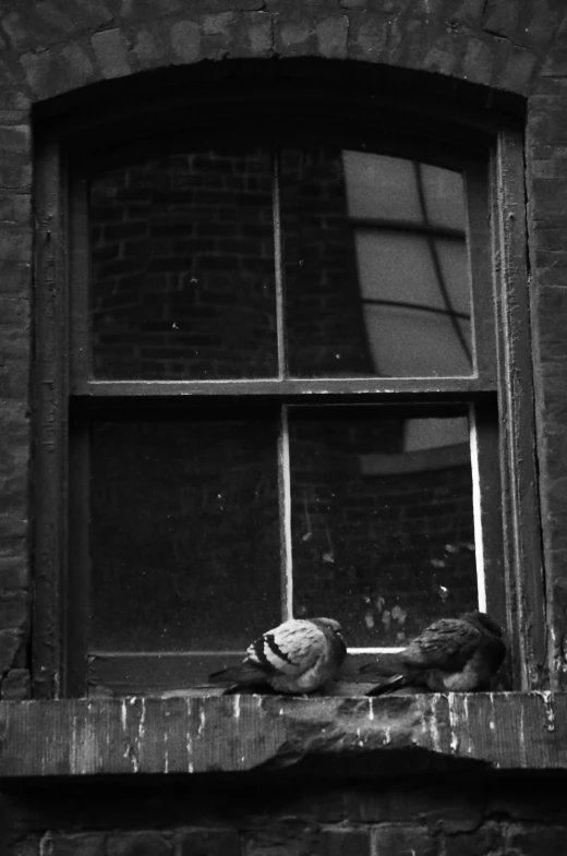 a small bird that is sitting in a window