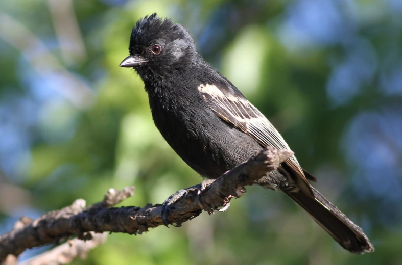 a black bird perched on a twig outside