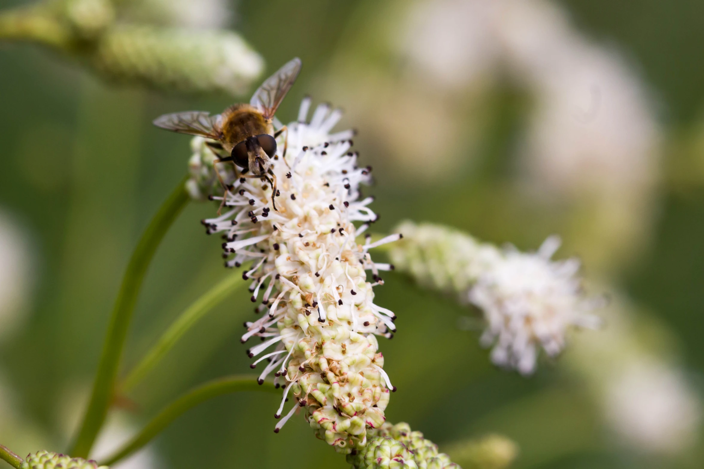 a small insect is sitting on a flower