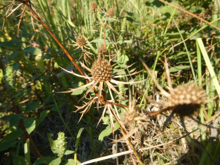 small, tiny, brown flowers on tall grass